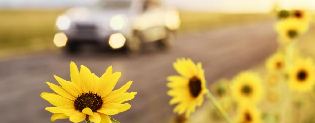 Auto auf Straße mit Sonnenblumen am Straßenrand