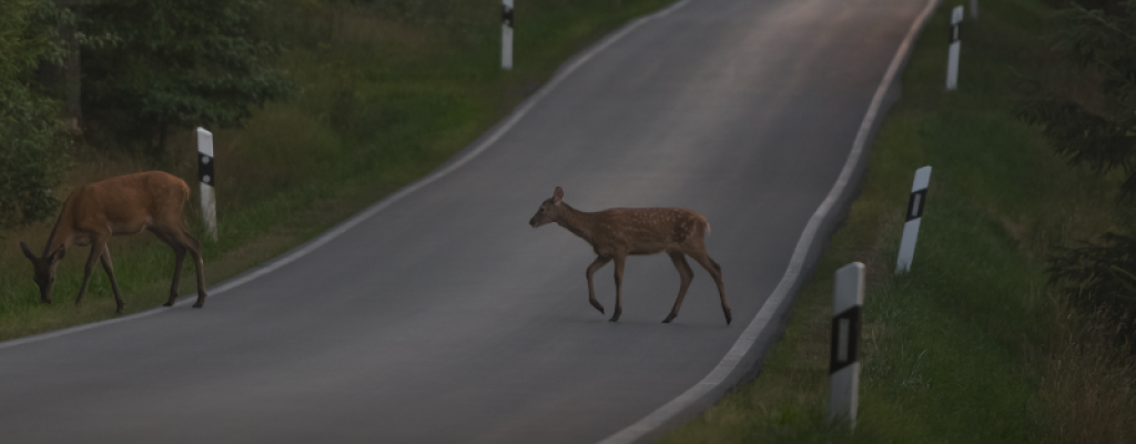 Rehe auf der Landstraße